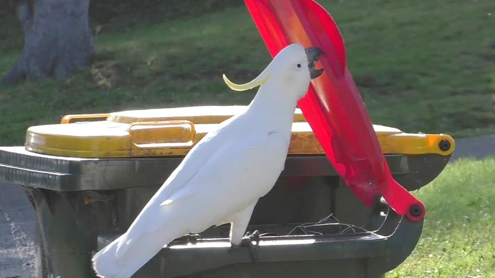 Sydney: Cockatoos work out how to open bin lids by watching others do the trick, researchers say