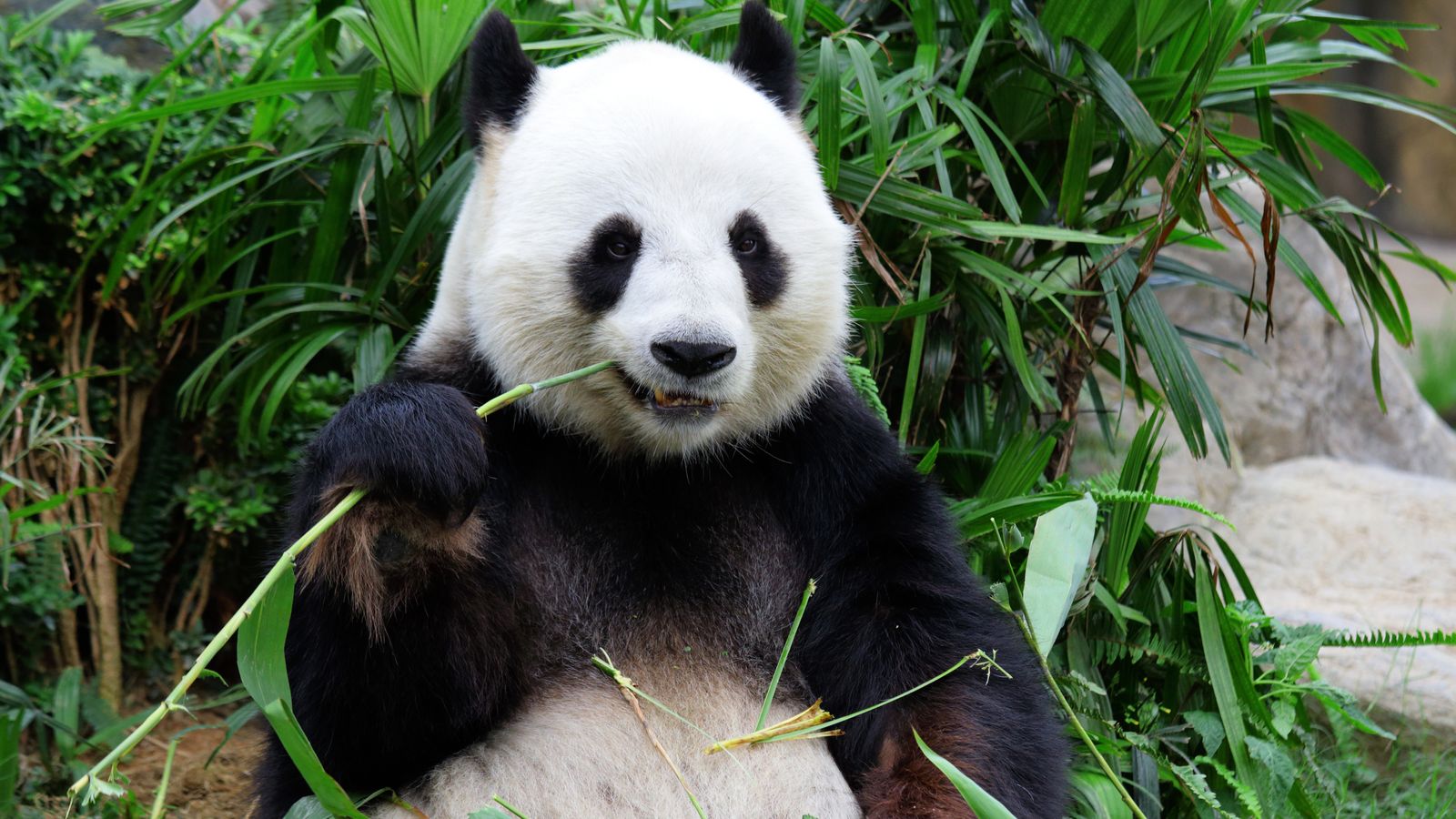 Giant pandas no longer endangered but still vulnerable, China says | World  News | Sky News