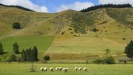 New Zealand: A look back
A small sheep herd grazing on a green area in New Zealand. One of the animals looks back. (30 January 2016) | usage worldwide Photo by: Jürgen Schwenkenbecher/picture-alliance/dpa/AP Images