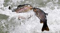 A pair of rainbow trout fly through the air as they flow with the other fish from a hose to the waters of North Park Lake as they are stocked on Monday, March 21, 2016, for the upcoming Pennsylvania trout fishing season at the Allegheny County park in McCandless, Pa., north of Pittsburgh. The season opens statewide on April 16, 2016. (AP Photo/Keith Srakocic)