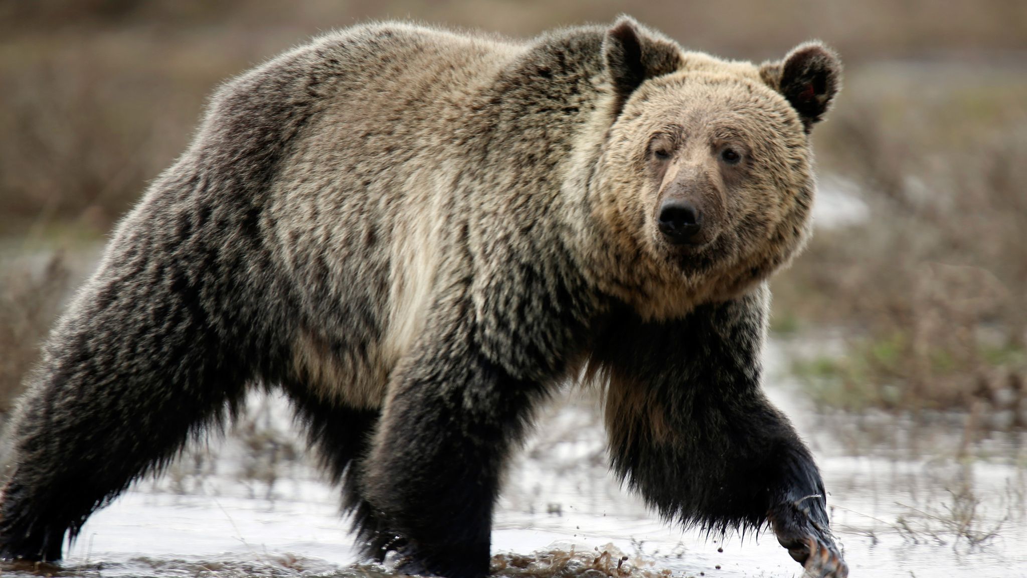 Hunt For Grizzly Bear After Fatal Attack At Remote Montana Campsite 