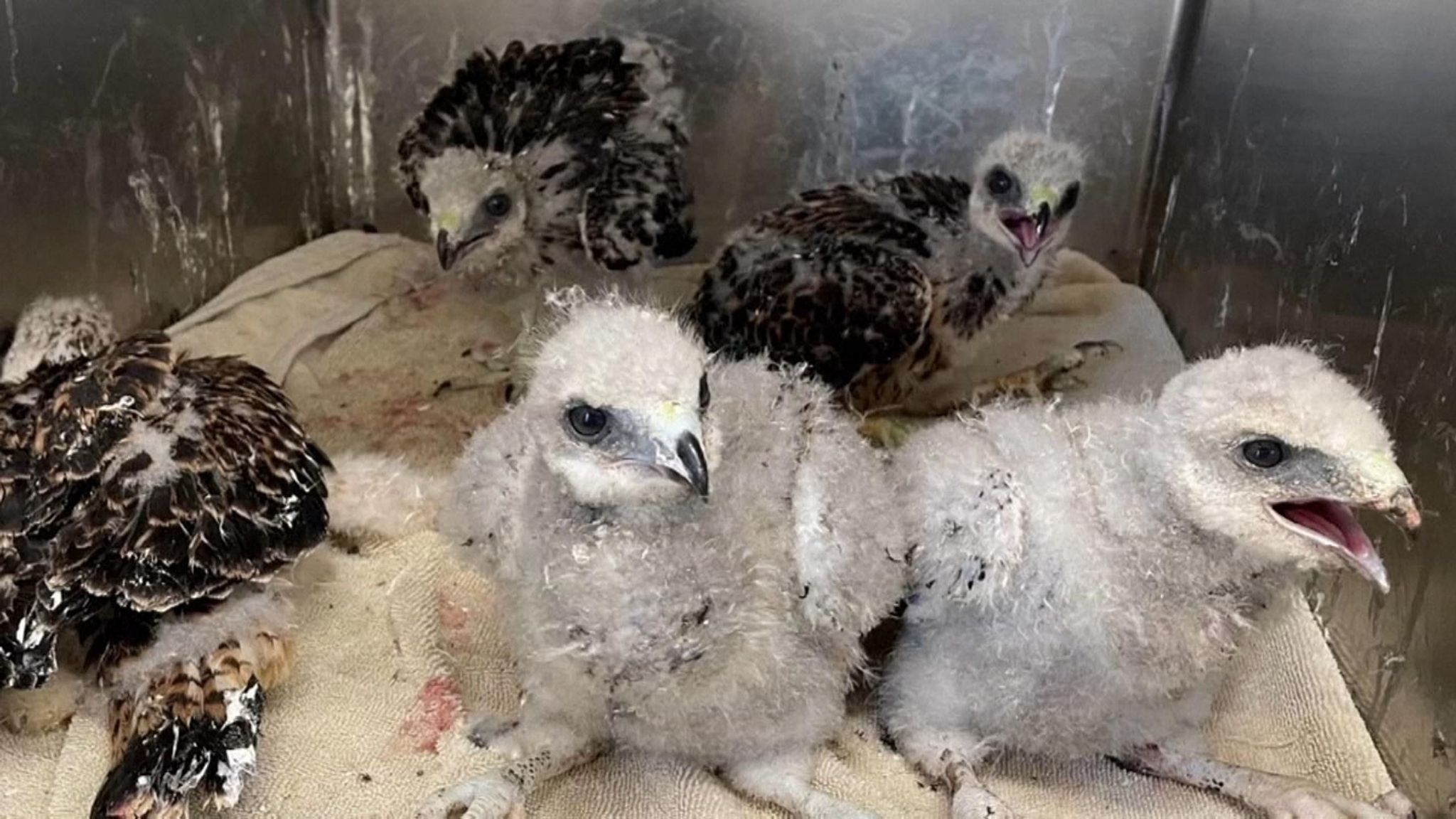 US heatwave: Baby birds injured fleeing nests to escape record ...