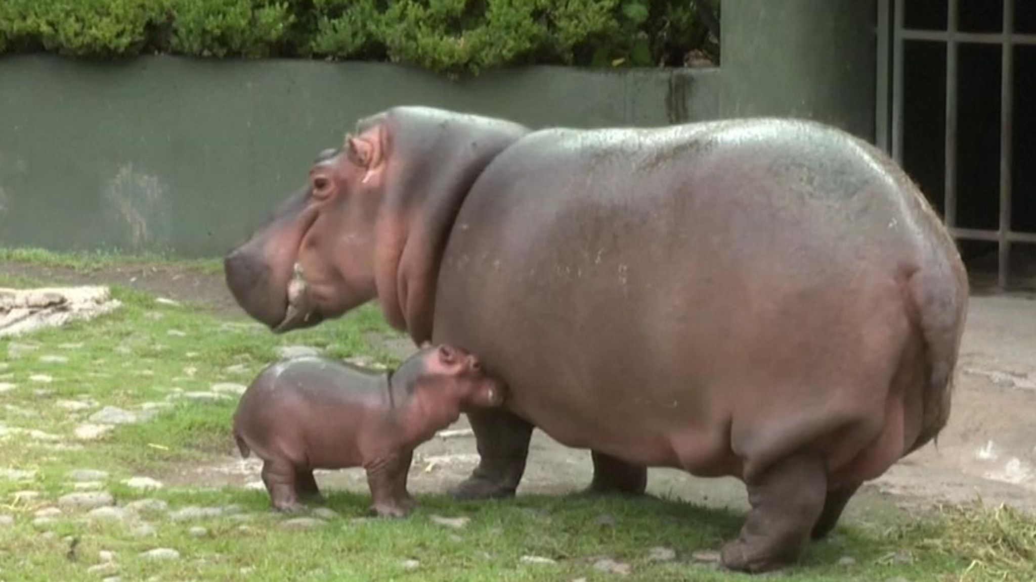 Download Mexico Zoo Welcomes Baby Hippo World News Sky News