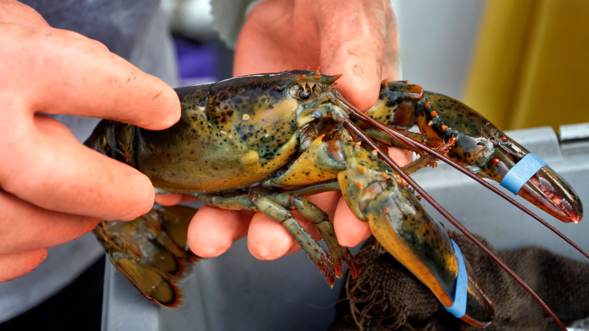 Boiling lobsters alive could be banned under new animal welfare laws | UK  News | Sky News