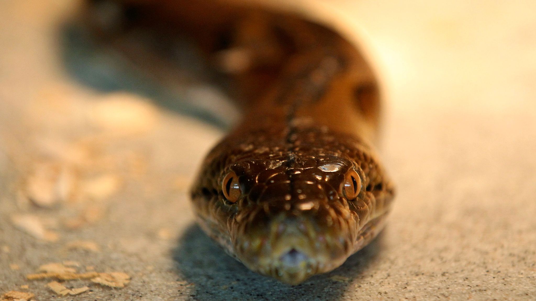 Почему боятся змей. Офидиофобия — страх змей. Испуганная змея.
