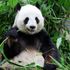 Scientists no longer bamboozled as they find why pandas gain weight