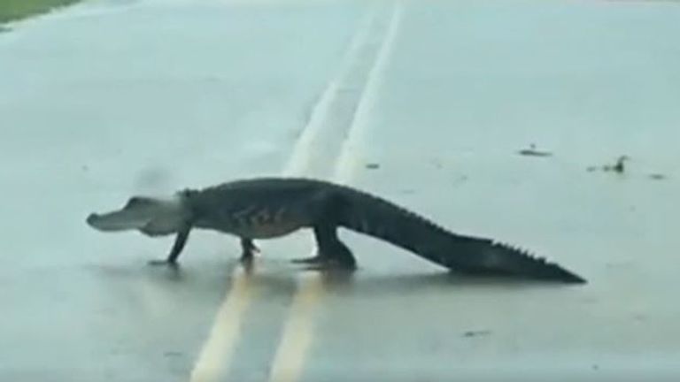 Texas: Alligator blocks flooded road on hunting trip | US News | Sky News