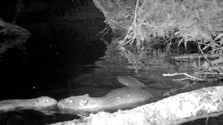 Undated handout photo of a Beaver kit and mother on the national Trust&#39;s Holnicote Estate in Somerset. Camera footage has captured shots of the first baby beaver to be born on Exmoor for 400 years, the National Trust said. The youngster, known as a kit, was caught on film at the conservation charity&#39;s Holnicote Estate in Somerset, where beavers were introduced to an enclosure in January 2020. Issue date: Tuesday July 13, 2021.