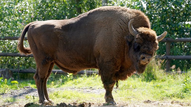 A bison at the Wildwood Trust near Canterbury in Kent