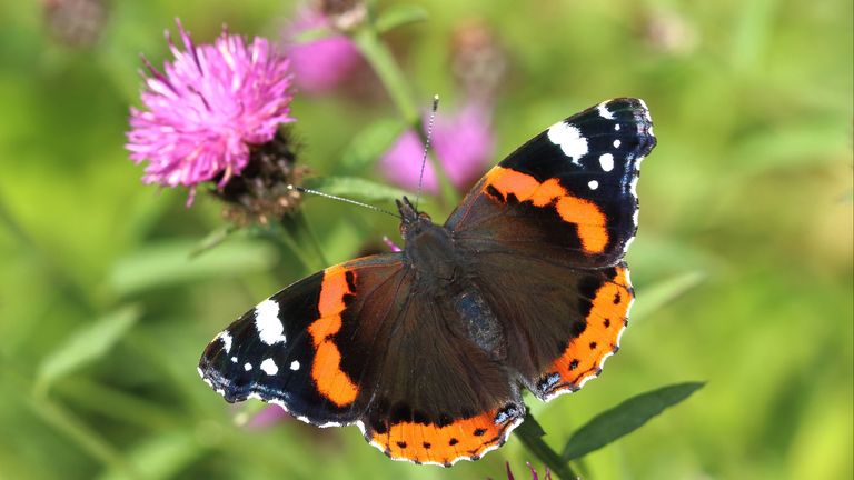 The red admiral is the one of the UK&#39;s best known butterflies. Pic: Butterfly Conservation/PA