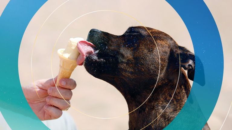 A dog licks an ice-cream during the heatwave in Skegness, eastern England, July 19, 2006. In Britain, Wednesday&#39;s temperatures were expected to top 37 degrees Celcius (98.6 Fahrenheit), hitting an all-time high for July. REUTERS/Darren Staples (BRITAIN)