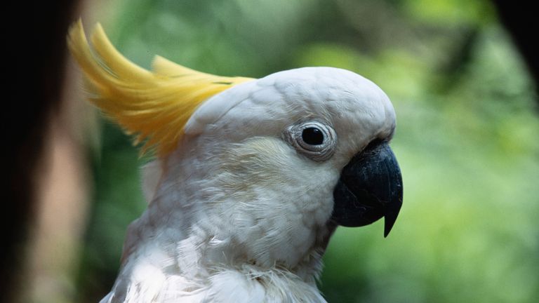 Le cacatoès à huppe jaune se trouve en Australie, en Nouvelle-Guinée et dans certaines îles d'Indonésie