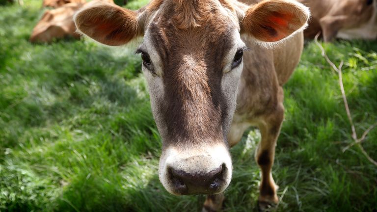 FILE - In this May 8, 2018, filephoto, a Jersey cow feeds in a field on the Francis Thicke organic dairy farm in Fairfield, Iowa. Burger King is announcing its work to help address a core industry challenge: the environmental impact of beef. To help tackle this environmental issue, the Burger King brand partnered with top scientists to develop and test a new diet for cows, which according to initial study results, on average reduces up to 33% of cows&#39; daily methane emissions. (AP Photo/Charlie N