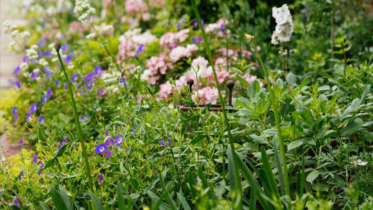 The borders of the garden have been replanted