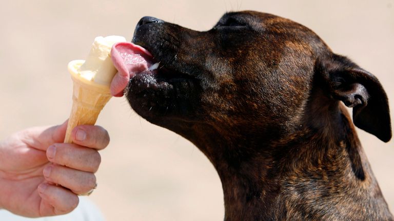 A dog licks an ice-cream during the heatwave in Skegness, eastern England, July 19, 2006. In Britain, Wednesday&#39;s temperatures were expected to top 37 degrees Celcius (98.6 Fahrenheit), hitting an all-time high for July. REUTERS/Darren Staples (BRITAIN)