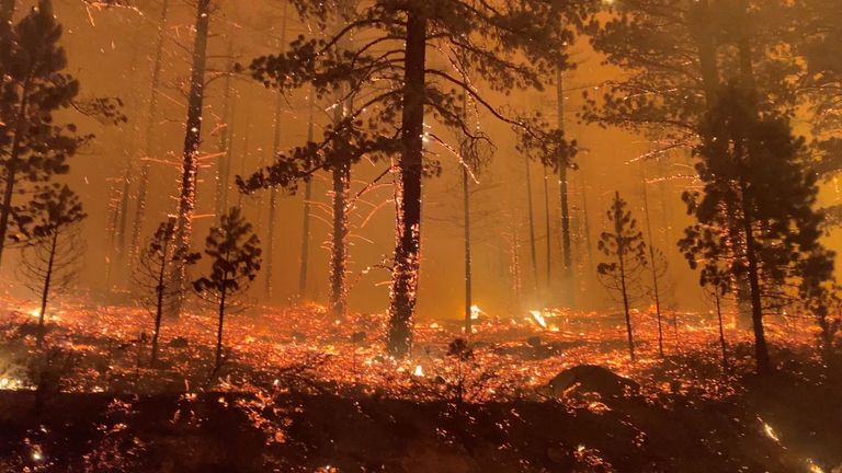 Ferocity of US wildfires revealed as blaze engulfs forest camera in  California | US News | Sky News