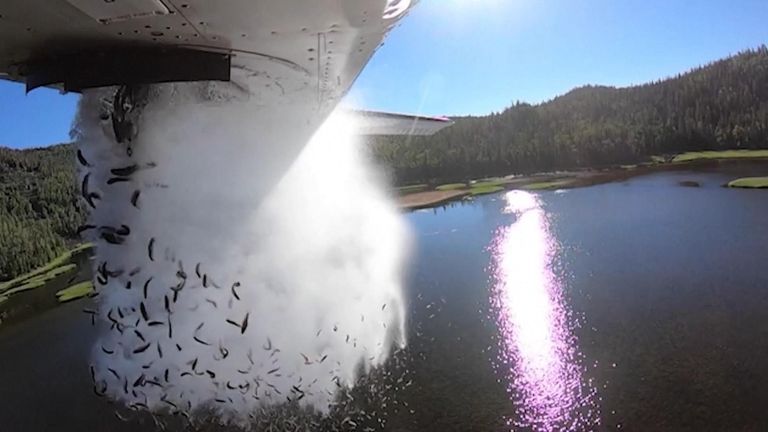 Flight Ranch Fish US: Young fish get airplane ride to remote Utah lakes | Offbeat News ...
