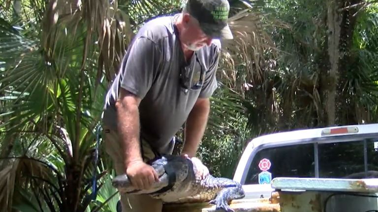 Trapper John Davidson arrived soon afterwards and caught the beast. Pic: WPTV