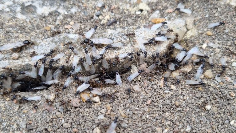 Flying ants in north London. Pic: Richard Burr
