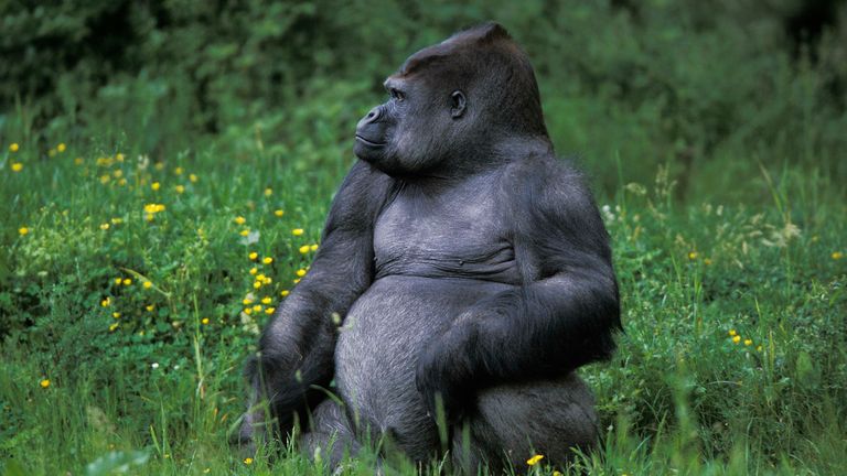 Gorilla, gorilla gorilla, Silverback Adult Male sitting on Grass (Gerard Lacz / VWPics via AP Images)


