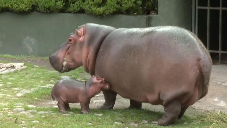 Mexico zoo welcomes baby hippo | World News | Sky News