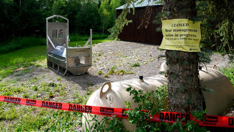 A bear trap was set up in Ovando following the attack. Pic: AP