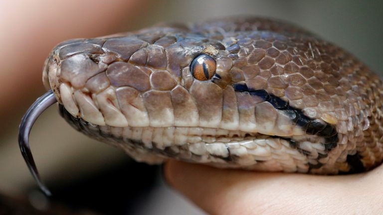 The python is thought to have slid into the toilet through the network of drains. File pic