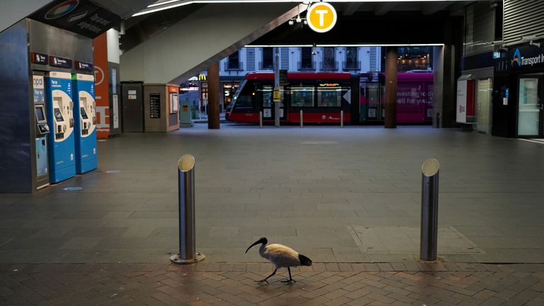 A lone bird walks past the quiet Circular Quay train station during a lockdown to curb the spread of a coronavirus disease (COVID-19) outbreak in Sydney, Australia, July 28, 2021. REUTERS/Loren Elliott TPX IMAGES OF THE DAY