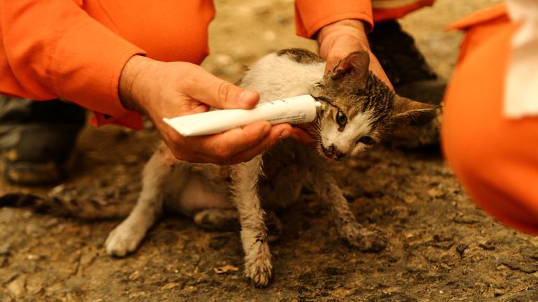 I volontari curano un gatto ferito durante un incendio boschivo vicino alla città di Manavgat, a est della città turistica di Antalya, in Turchia, 29 luglio 2021. REUTERS/KAN Sweyturk