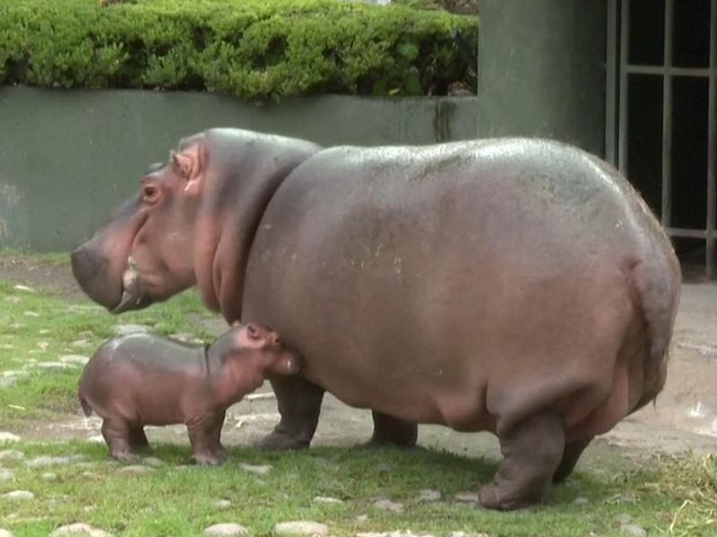 Hippo Goes Overseas ヒッポ外国へ46枚 Hippo Goes Overseas ヒッポ外国へ46枚 CD
