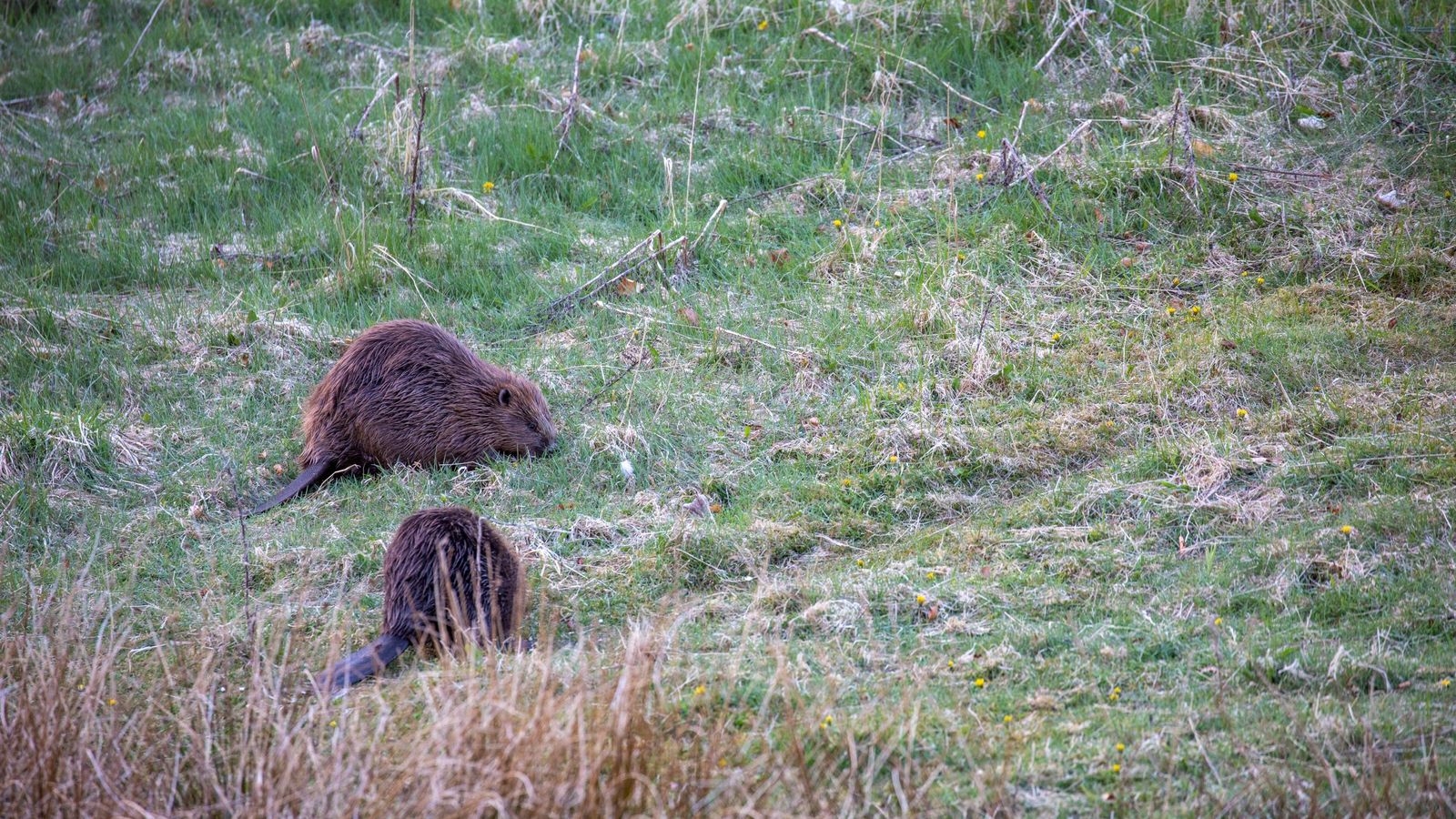 Scotland's highest civil court to rule on right to kill beavers UK