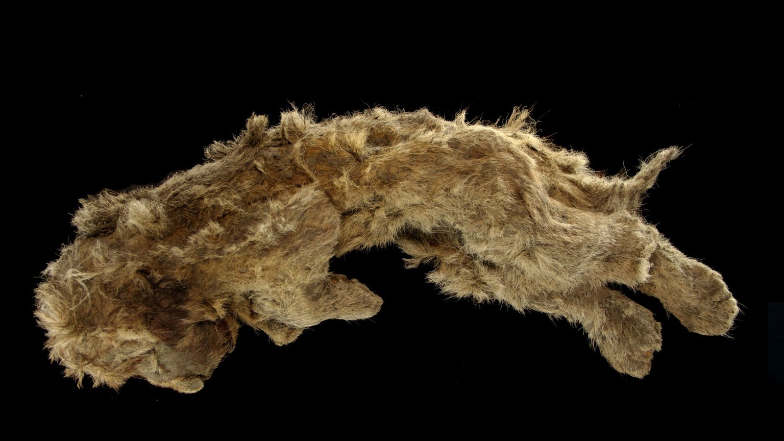 Siberia: Well-preserved lion cub found in permafrost lived 28,000 years ago