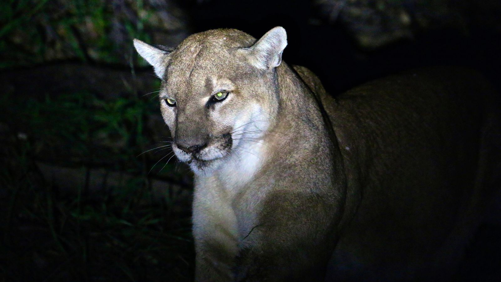 Mother punches mountain lion to save son, five, from savage attack