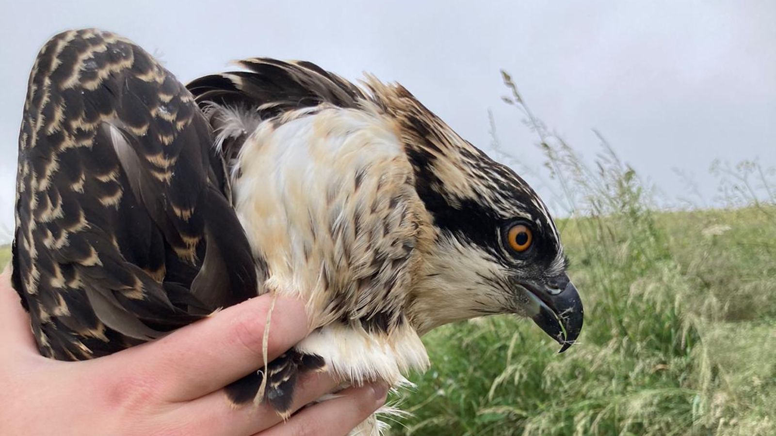 rutland water ospreys