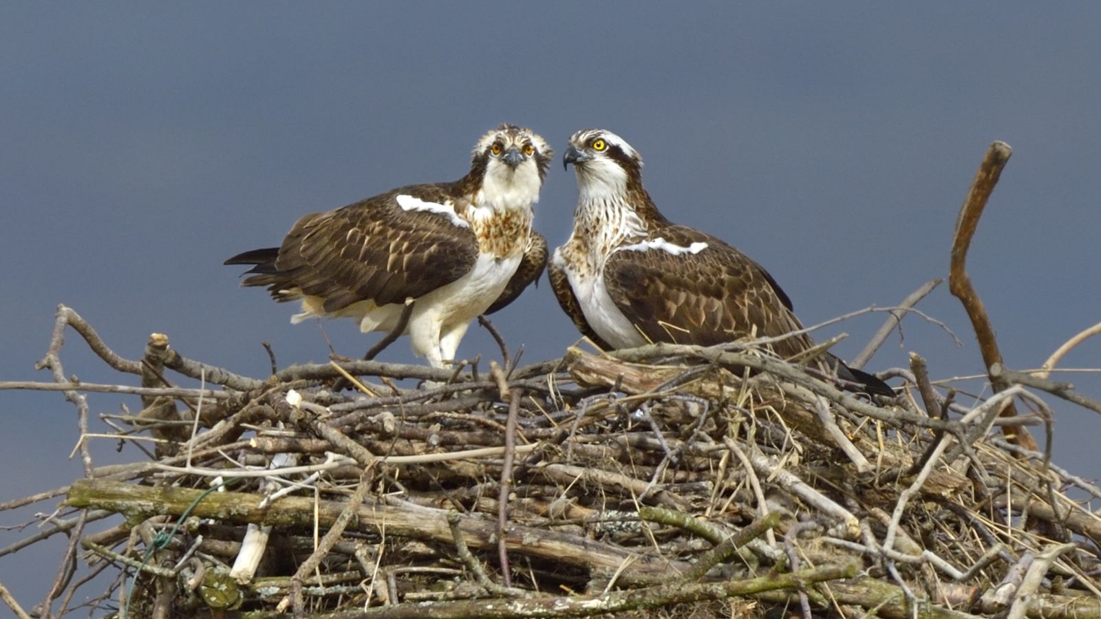 Ospreys return from extinction in England and Wales UK News Sky News