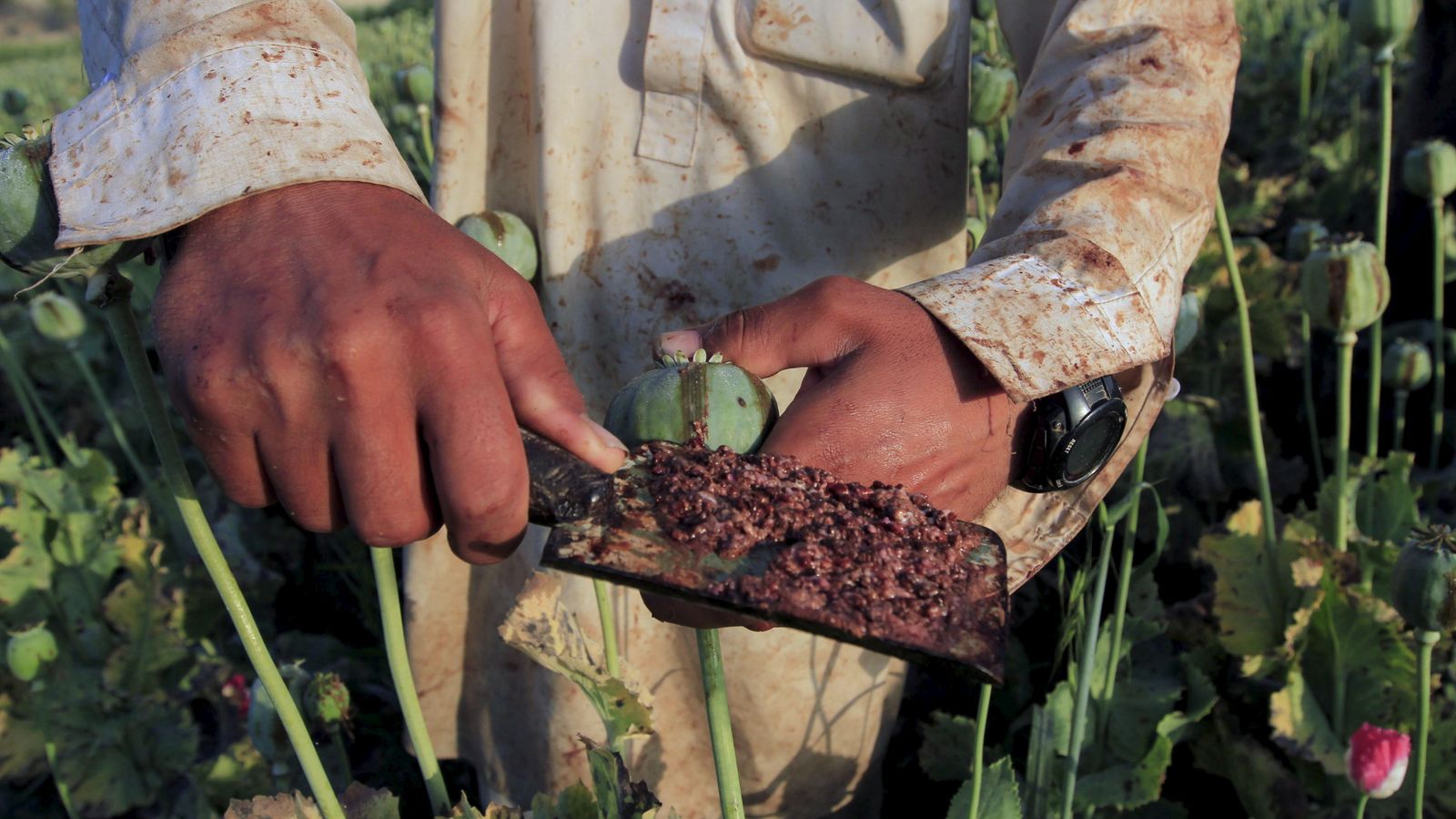 Afghanistan: Money and power drive Afghanistan's opium production - but ...