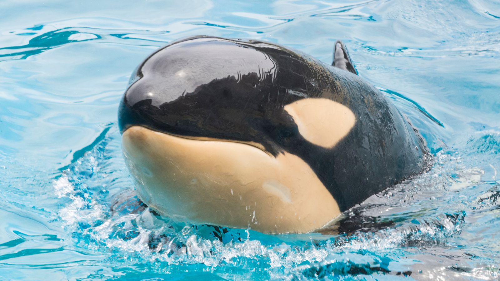 L’orca assassina Amaya muore “improvvisamente” al SeaWorld di San Diego |  Notizie dagli Stati Uniti