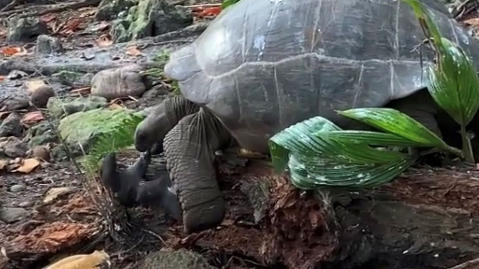 Wild tortoise's 'horrifying' attack on baby bird has never been seen ...