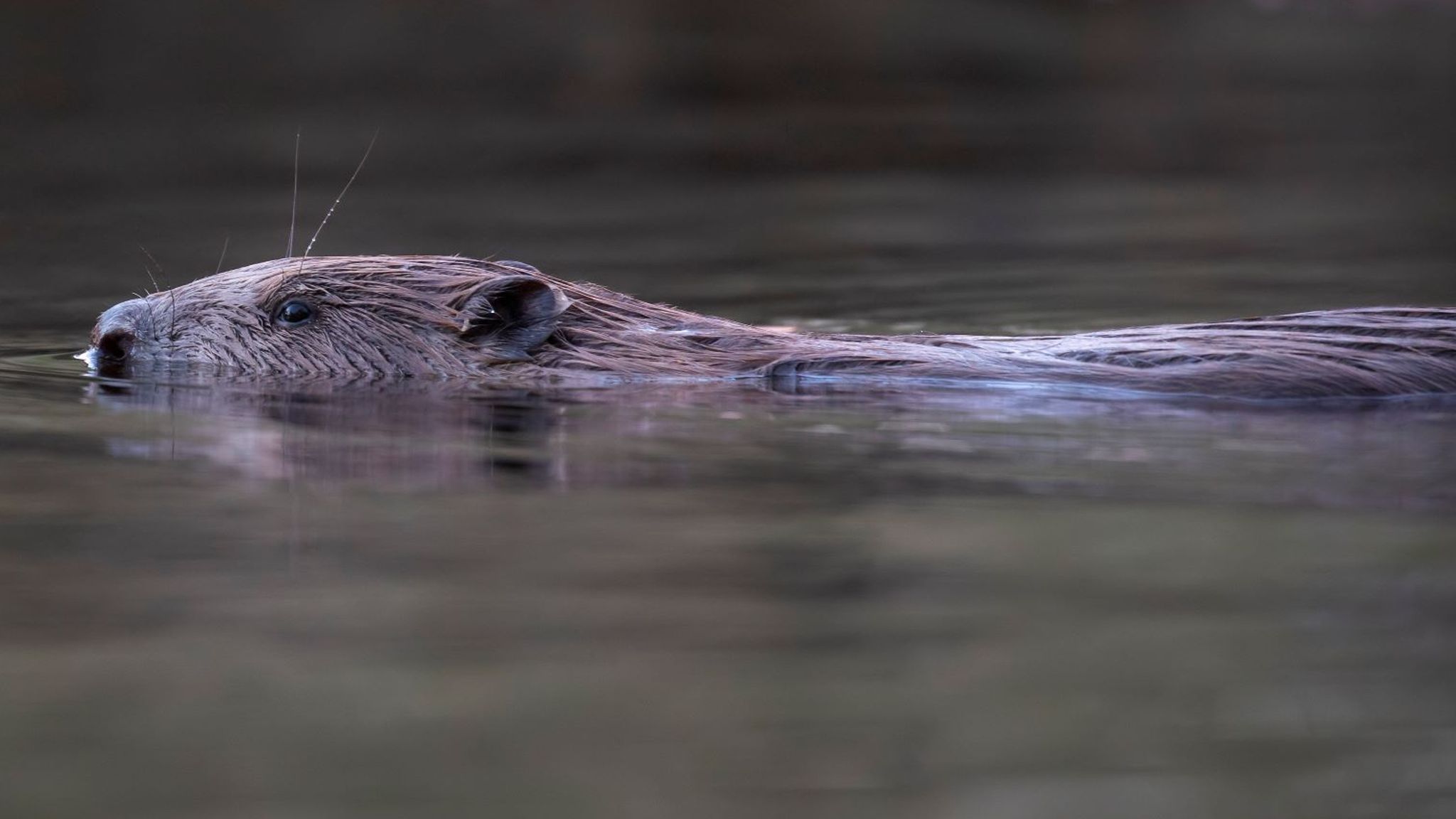 Scotland's highest civil court to rule on right to kill beavers UK News Sky News