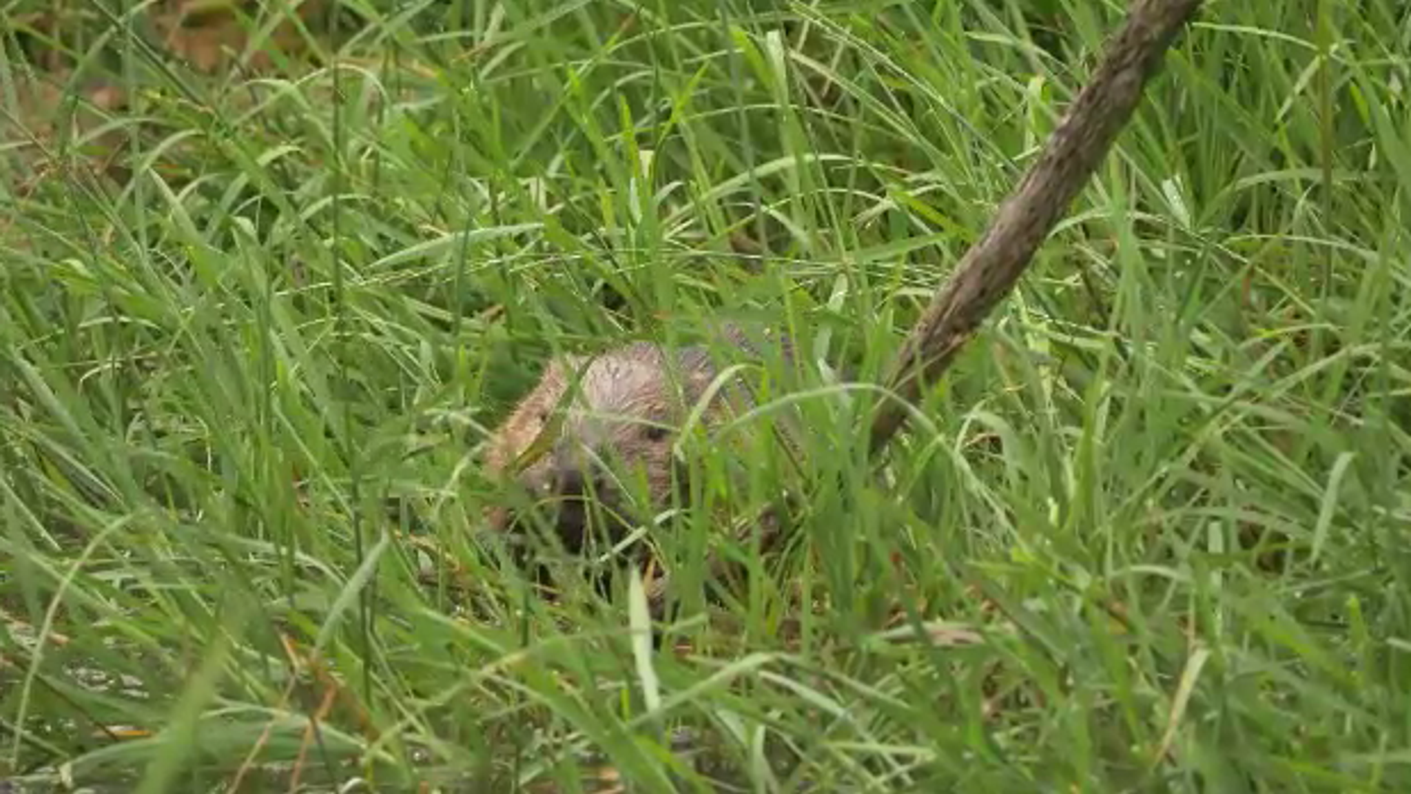 Scotland's highest civil court to rule on right to kill beavers | UK ...