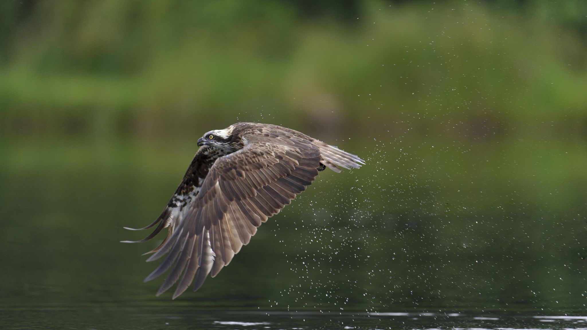 Ospreys return from extinction in England and Wales UK News Sky News