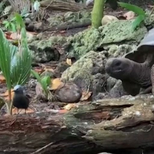 Wild tortoise's 'horrifying' attack on baby bird has never been seen before, say experts