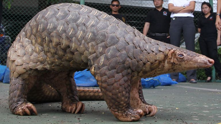 A rescued pangolin stands still while being shown at a news conference in Bangkok, Thailand Saturday, May 26, 2012. The Thai custom on Friday have rescued 138 endangered pangolins worth about $46,000 that they say were to be sold and eaten outside the country.  The animals hidden in a pickup truck were seized at a custom check point in Chumporn province, south of Bangkok Friday, according to the officials.  (AP Photo/Apichart Weerawong)