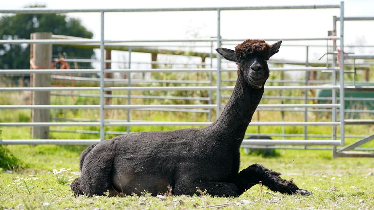 Geronimo the alpaca at Shepherds Close Farm in Wooton Under Edge, Gloucestershire. A court is due to decide whether Geornimo can be granted a stay of execution from his destruction in order for further evidence to be produced. Helen Macdonald, the owner of Geronimo - who has twice tested positive for bovine TB - has lodged an urgent application for a temporary injunction at the High Court in London to prevent her beloved pet being put down. Picture date: Wednesday August 18, 2021.