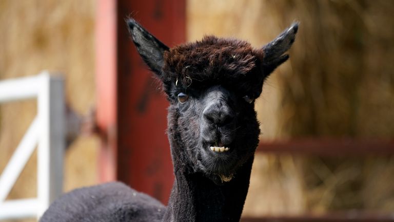 Geronimo the alpaca at Shepherds Close Farm in Wooton Under Edge, Gloucestershire. A court is due to decide whether Geornimo can be granted a stay of execution from his destruction in order for further evidence to be produced. Helen Macdonald, the owner of Geronimo - who has twice tested positive for bovine TB - has lodged an urgent application for a temporary injunction at the High Court in London to prevent her beloved pet being put down. Picture date: Wednesday August 18, 2021.