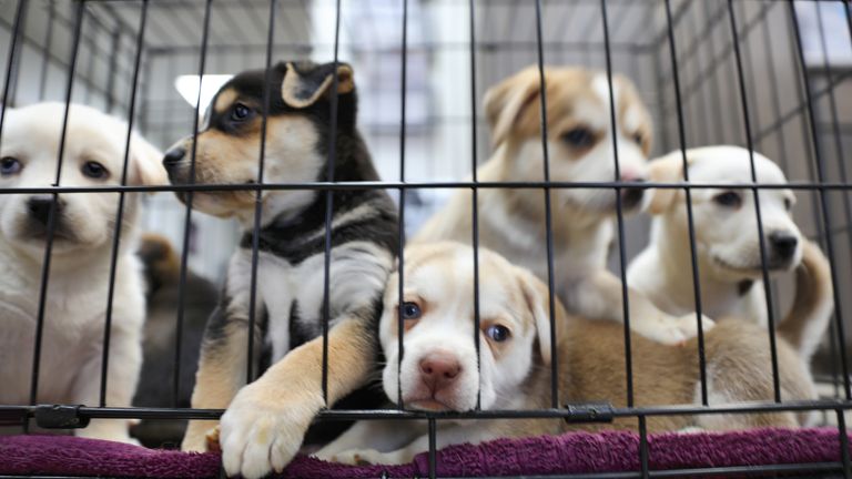 Litter of puppies in animal shelter. Australian Shepherds