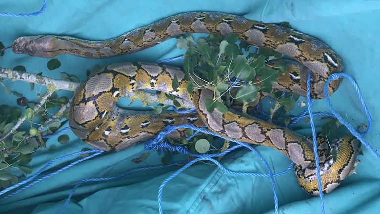 A 10ft long reticulated python rescued from a tree in Cambridgeshire on Friday afternoon after being spotted by a motorcyclist who was driving down a quiet country lane in Conington when he saw the large reptile slithering across the road in front of him. Issue date: Sunday August 29, 2021.