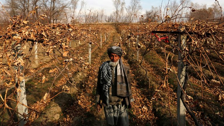 Mohammad Hussain poses for a picture inside his grape farm in Parwan province December 13, 2014. 