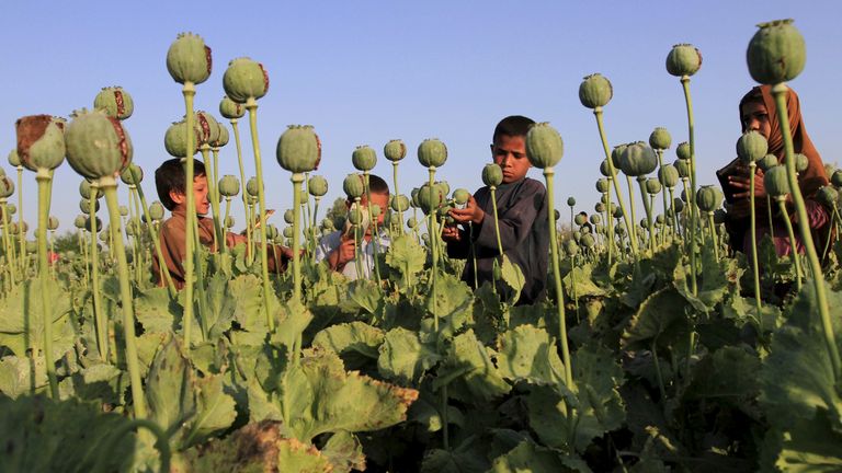 Des enfants afghans ramassent de l'opium brut dans un champ de pavot à la périphérie de Jalalabad, le 28 avril 2015