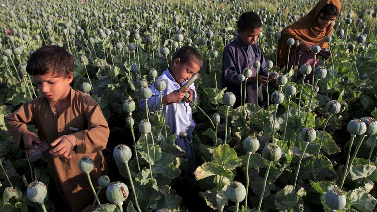 Children are often used to gather the opium from poppies